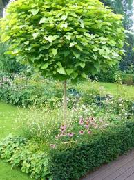 Pin Von Armai Auf Gartenideen Kugel Trompetenbaum Kugelbaum Trompetenbaum