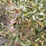 Image result for Croton dichogamus