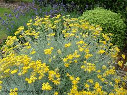 Image result for Helichrysum geminatum