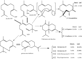 Image result for Uvariastrum