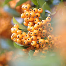 Image result for Pyracantha coccinea golden charmer