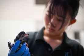 Wild rescue: Responding to animals in distress in Singapore
