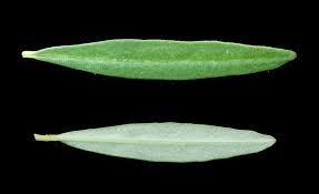 Image result for Gisekiaceae