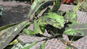 Image result for sooty mould