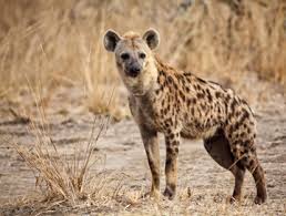 Image result for Heinsia zanzibarica