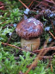 Image result for Boletus badius