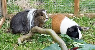 Even people who are considering adopting these adorable rodents are curious about the ins and outs of cavies and how they build a relationship with their owners. How To House Your Guinea Pigs Wood Green The Animals Charity