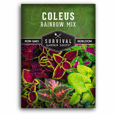 Image result for Coleus meyeri