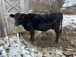 British white bull! Just turned a year old. Can be registered. Halter  broke, shown all summer & real sweet! Derry, NH