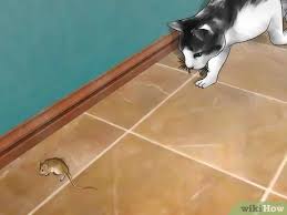 But the risk of applying this is you have to be willing to get rid of the corpses. 3 Ways To Get Rid Of Mice Naturally Wikihow