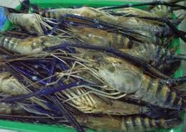 Maybe you would like to learn more about one of these? Serunya Memancing Udang Galah Nan Lezat Mari Membaca