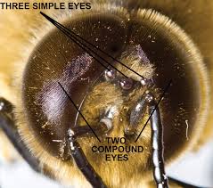 Nov 09, 2019 · honeybees. What Do Bees See Bee Culture