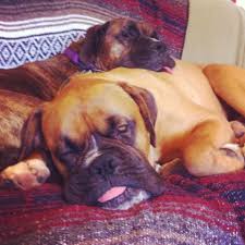 Sleeping Boxers Sticking Out Their Tongues Boxer Love Boxer Boxer Dogs
