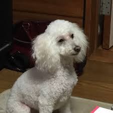 While most of you are tuckered inside again, you can enjoy our creative pet stylist, andrea, grooming live on hbomax's 'haute dog' episode 7, yule dog! Lisas Pet Grooming Turlock Petslover