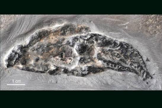 Vampyronassa rhodanica, the oldest known ancestor of the modern-day vampire  squid, was likely an active hunter - a mode of life that is in contrast  with its opportunistic descendant. | Centre de