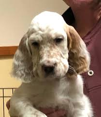 Over the years we added gordon setter breeders. Linwood English Setters
