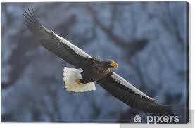 Jun 18, 2021 · stacaravans beschadigd bij brand op vakantiepark, angst voor ontploffingen. Canvas Stellers Zeearend Tijdens De Vlucht Volwassen Zeearend Haliaeetus Pelagicus Pixers We Leven Om Te Veranderen