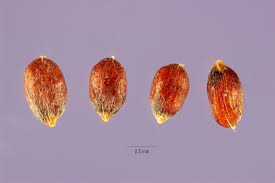 Image result for Crypsis schoenoides