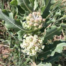 Image result for Apocynaceae subfamily Periplocoideae