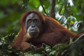 Close To Extinction 37 Critically Endangered Animals Endangered Animals Sumatran Orangutan Animals