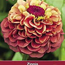 Across (7 cm), packed with soft orange and trendy lime petals. Zinnia Elegans Queen Red Lime Zaden