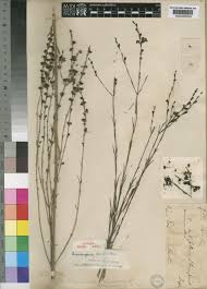 Image result for Micrargeria