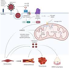 At kk partners group, we understand the needs of people in business and are committed to providing timely, accurate and professional service. Frontiers Sars Cov 2 Mediated Endothelial Dysfunction The Potential Role Of Chronic Oxidative Stress Physiology