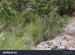 Image result for Santalaceae