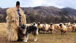 Cele trei rase de ciobanesti romanesti sunt: Cainii CiobÄneÈti RomaneÈti Carpatini Revin La Stanele Din Apuseni Wwf Romania