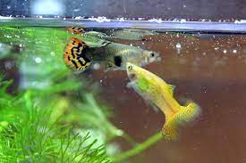 Can You Keep Guppies In Cool Water Helpusfish Com