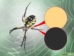 The eggs are laid in a cocoon. 3 Ways To Identify A Garden Spider Wikihow