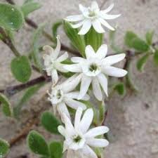 Image result for Silene bellidioides