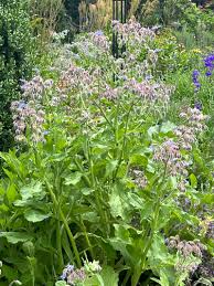 Image result for Borago officinalis