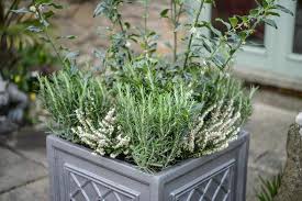 See more ideas about flower boxes, planters, window box. Top Container Plants For Winter Scent Bbc Gardeners World Magazine