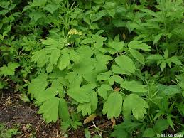 Image result for Blue Cohosh