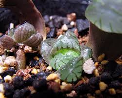 ハオルチア 紫オブツーサ葉挿し 空中庭園 Haworthia Jp Weblog