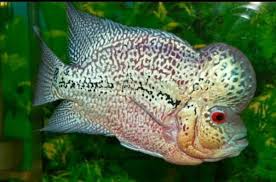 Beautiful types of flowerhorn cichlids in the world. Variety Of Beautiful Louhan Fish Steemit