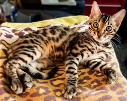 Seacoast Pet Sitters » Raja, Hampton Beach