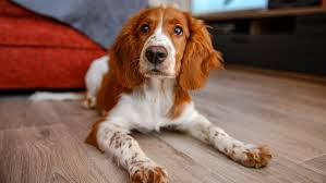 Image result for velššpringršpaněl