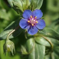 Image result for Anagallis oligantha