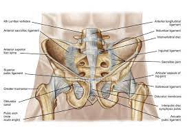 Ligaments connect one bone to another and provide important stability. Anatomy Of Human Pelvic Bone And Ligaments Sacroiliac Joint Obturator Canal Stock Photo 174718298