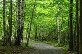 Forest Bathing amongst the