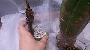 A step by step videó on how to grow echinopsis pachanoi from seed. Trichocereus Pachanoi Cactus Seed Pod Youtube