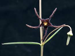 Image result for Brachystelma