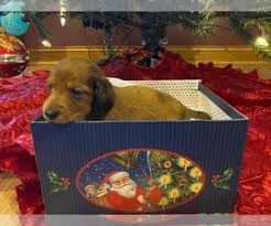 Miniature dachshund, illinois » maine township View Ad Dachshund Litter Of Puppies For Sale Near Illinois Carrollton Usa Adn 233295