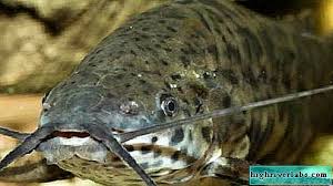 Jenis ikan hias air tawar ini memang mempunyai fisik yang hampir sempurna bila dipandang mata. Tarakatum Ikan Keli Gaya Hidup Dan Habitat Tarakatum Ikan Patin Ikan