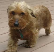 Long Haired Dachshund Terrier Mix Google Search Wire Haired Dachshund Unique Dog Breeds Long Haired Dachshund