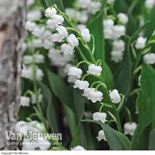 The lily of the valley is a flower that can be given for just about any occasion. Lily Of The Valley Van Meuwen