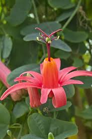 Image result for Passiflora sanguinolenta