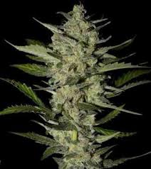 With over 135 seedbanks, the cannabis seedbank will certainly have what you are looking for. Flowerbomb Kush Strain Hunters Seed Bank Thc 15 20